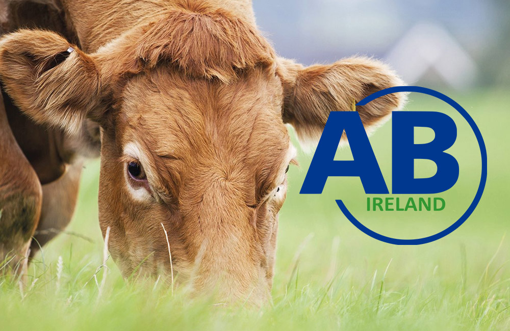 Irish cattle breeders offered the opportunity to utilise in-vitro production (IVP) on commercial scale